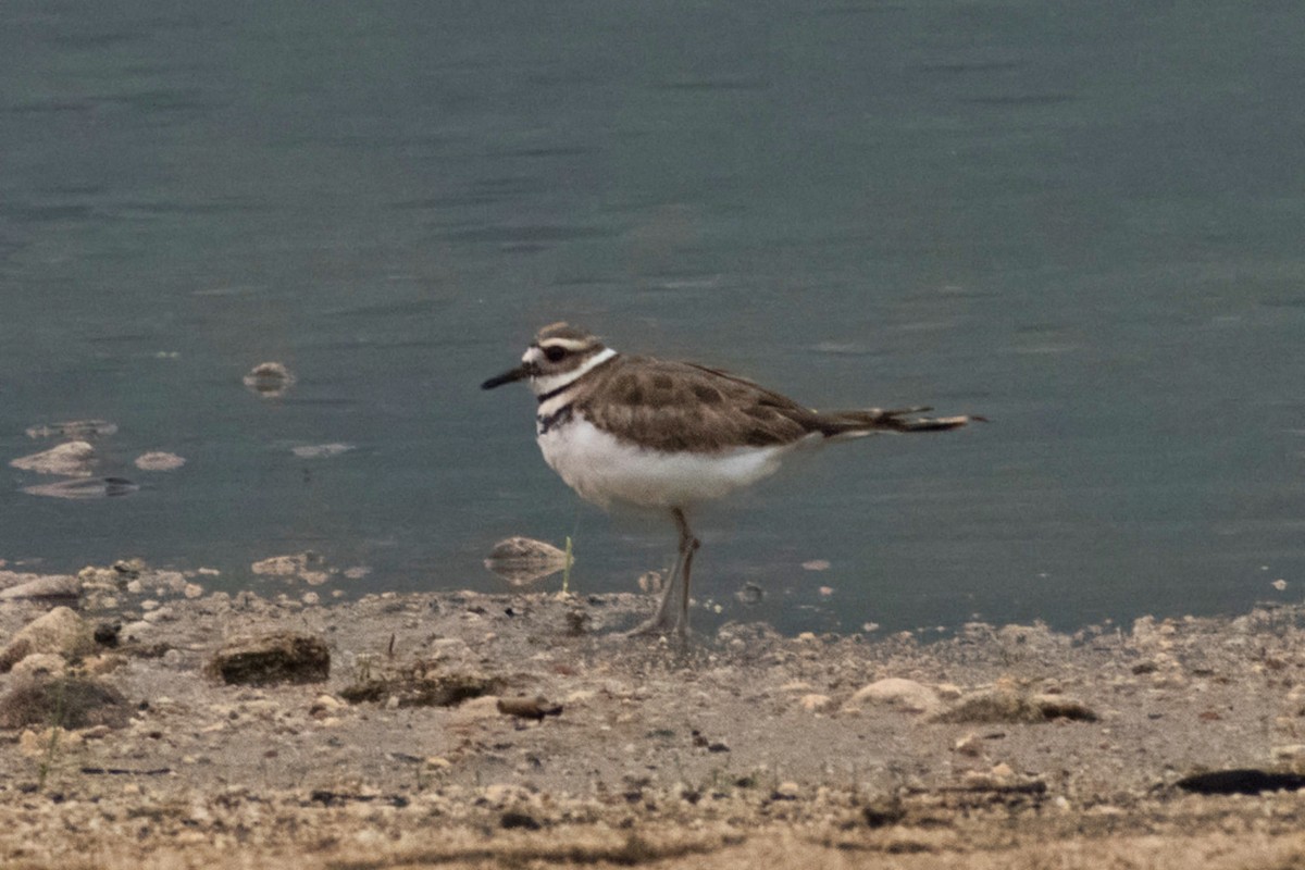 Killdeer - ML639878492