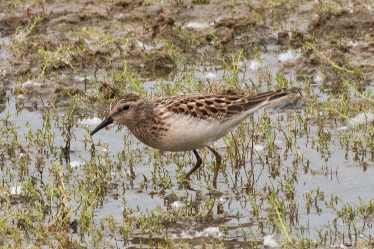 Least Sandpiper - ML639878503