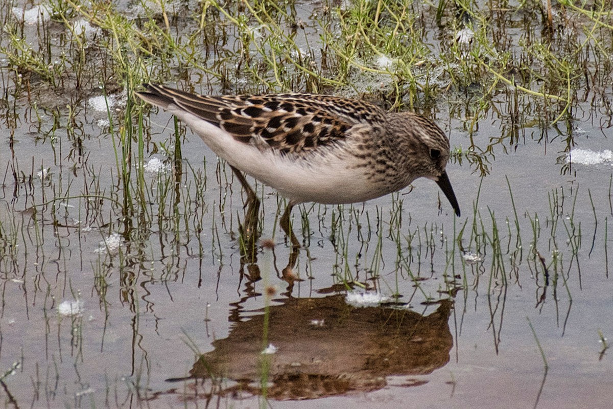 Least Sandpiper - ML639878504