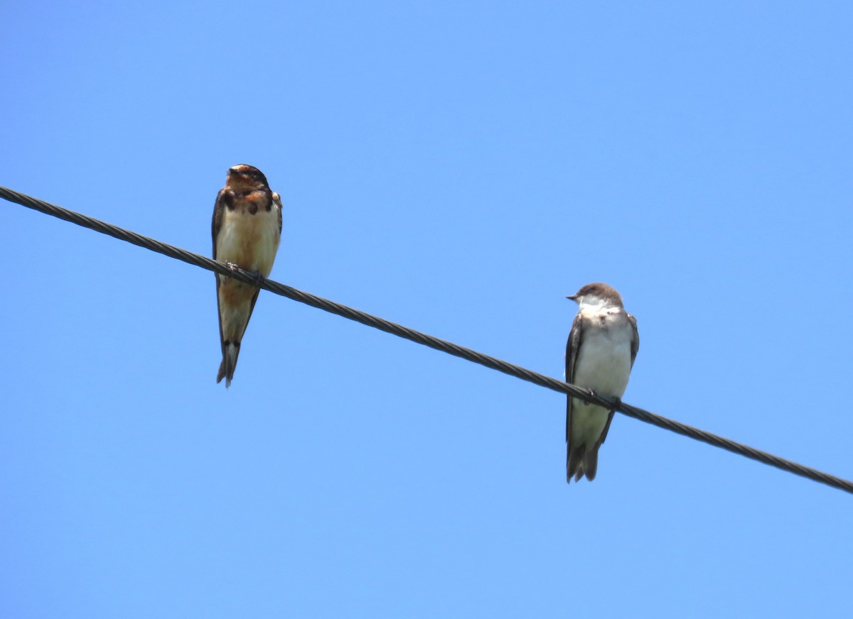 Tree Swallow - ML639878516