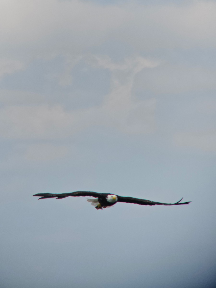 Weißkopf-Seeadler - ML639878545