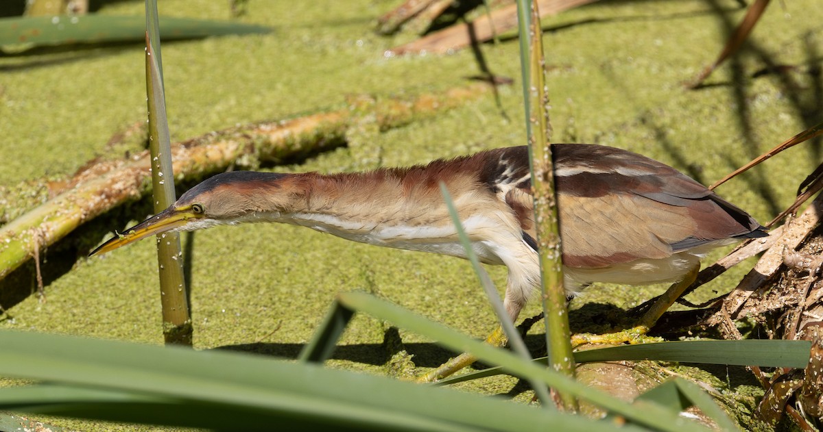 Least Bittern - ML639878557