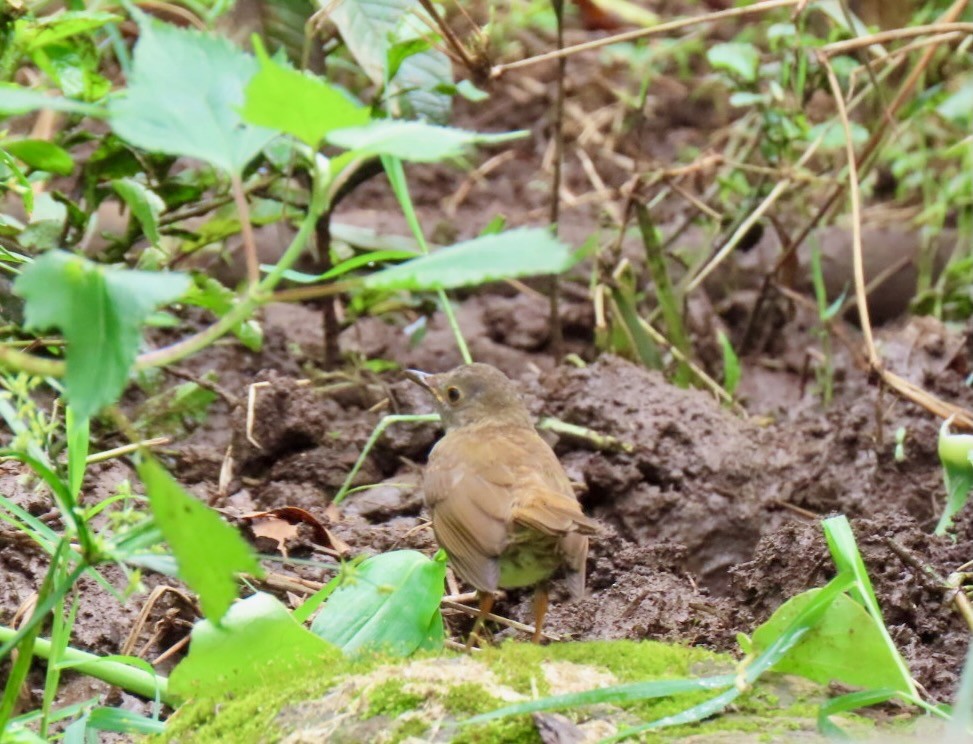 Orange-billed Nightingale-Thrush - ML639878574