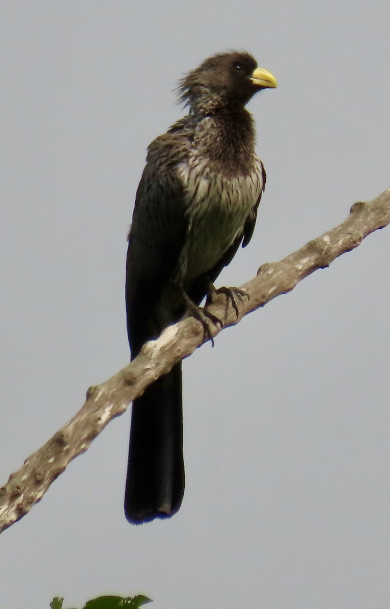 Western Plantain-eater - ML639878593