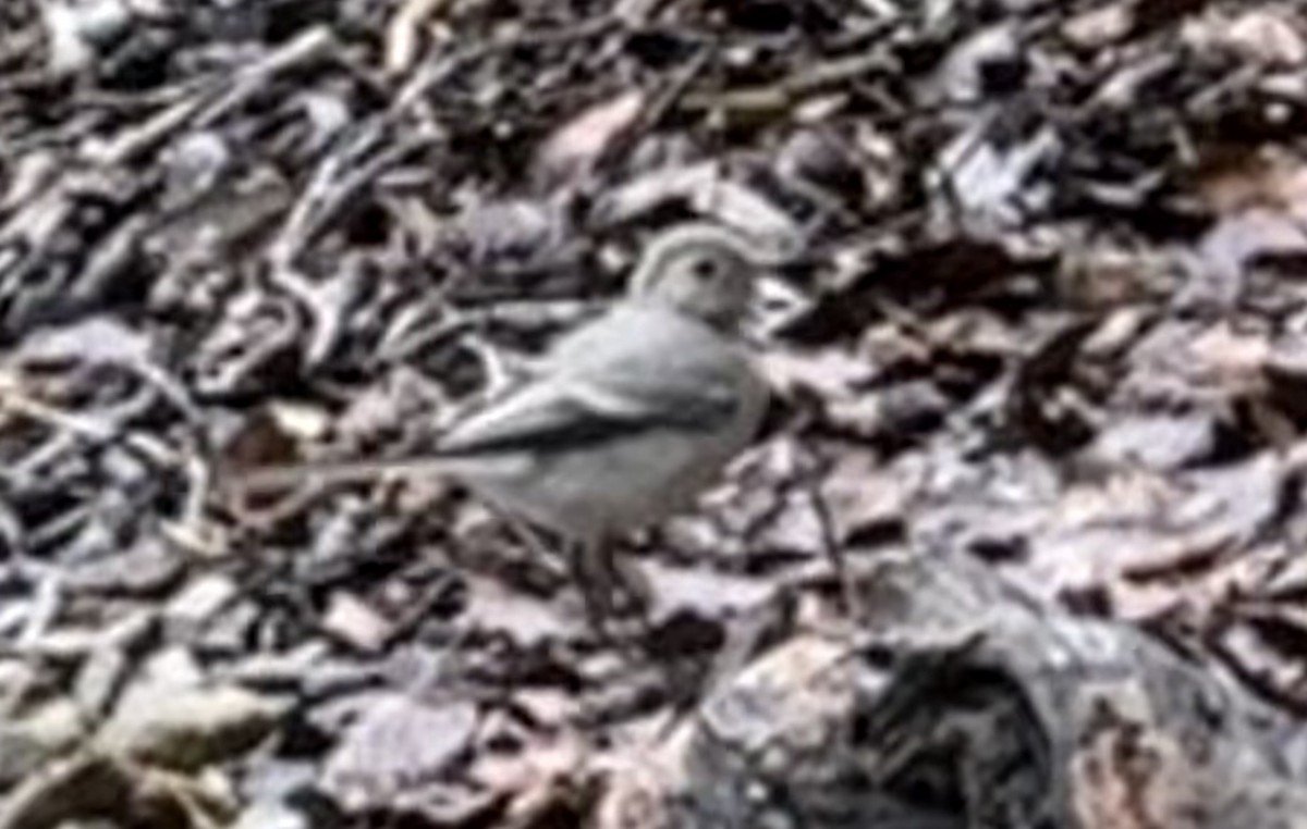 Water Pipit - ML639878612