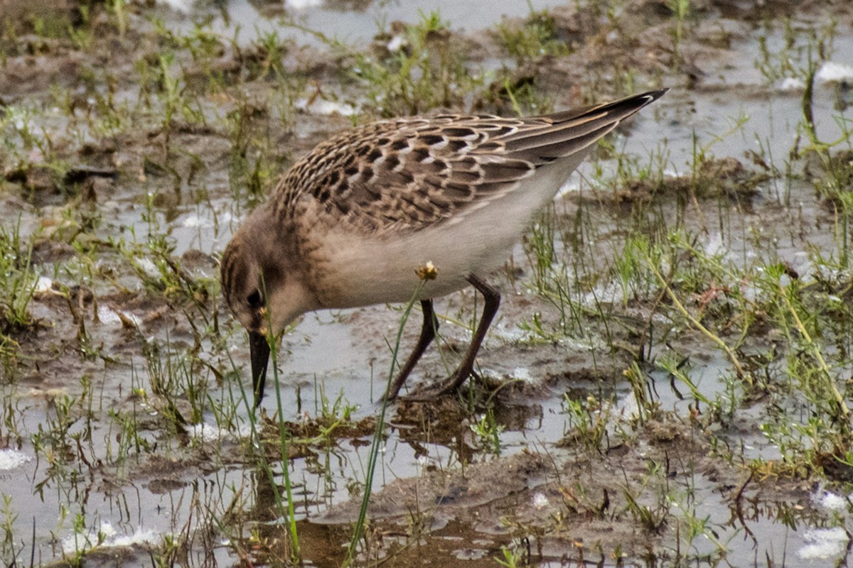 Semipalmated Sandpiper - ML639878613
