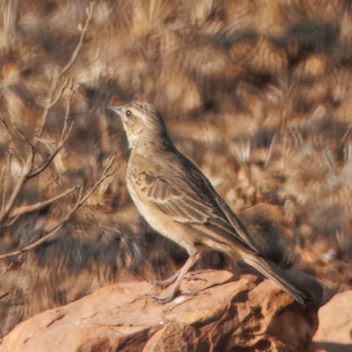 Nicholson's Pipit - ML639878616