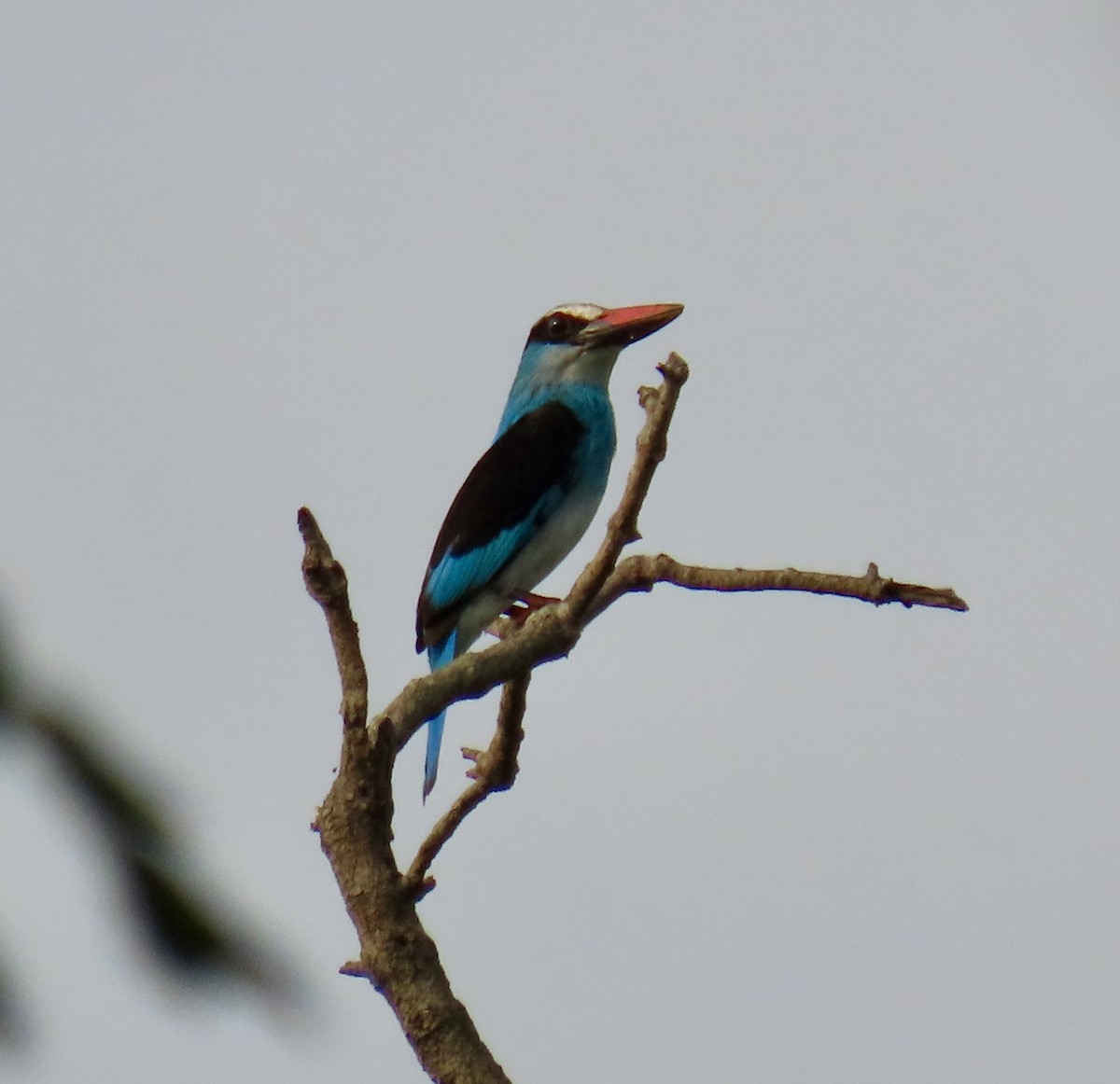 Blue-breasted Kingfisher - ML639878668