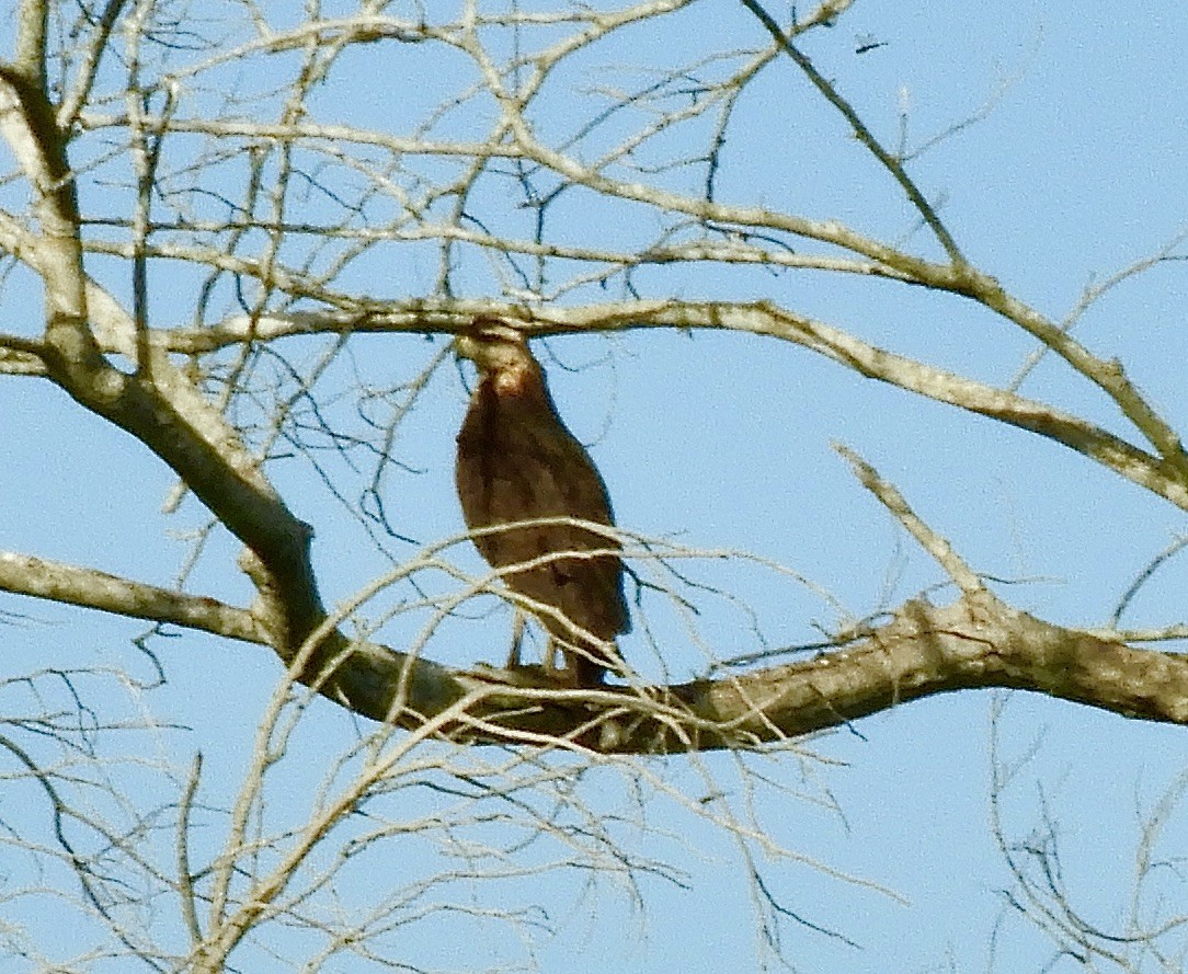 Chaco Eagle - ML639878670