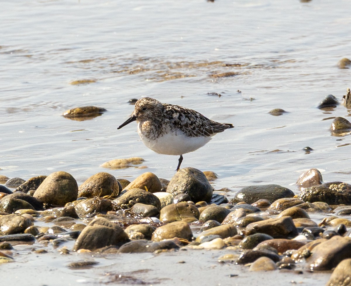 Sanderling - ML639878682