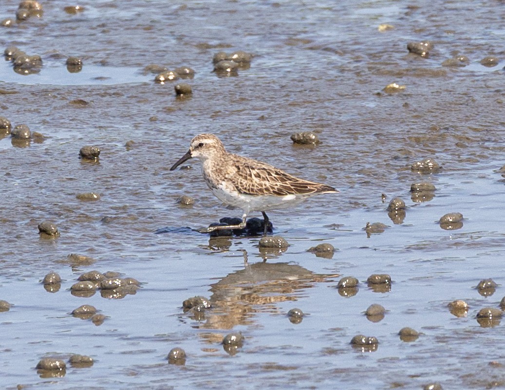 Semipalmated Sandpiper - ML639878683