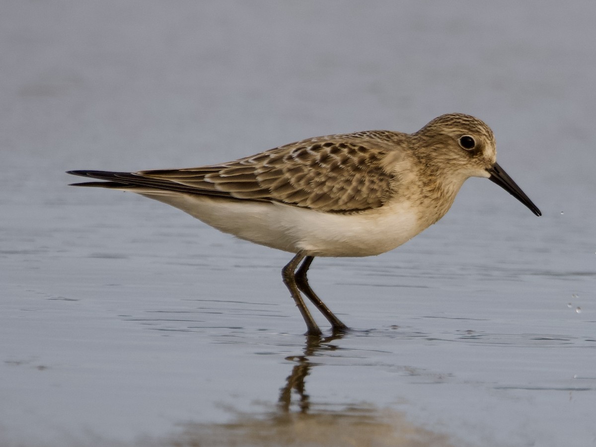Baird's Sandpiper - ML639878688