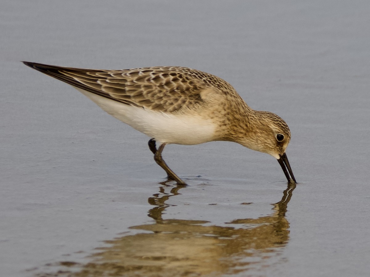 Baird's Sandpiper - ML639878689