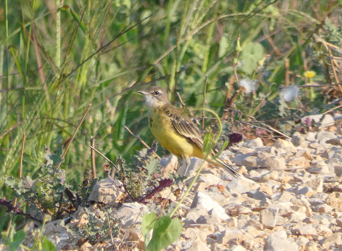 Bergeronnette printanière - ML639878703