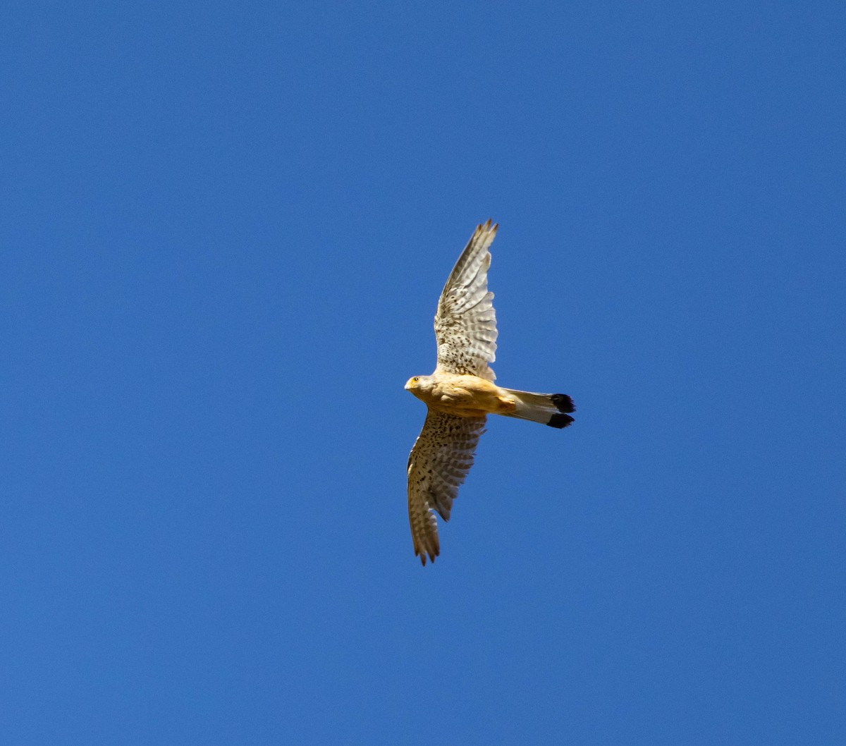 Lesser Kestrel - ML639878765