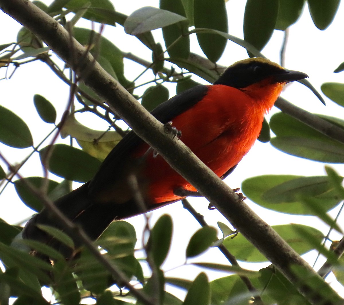 Yellow-crowned Gonolek - ML639878778