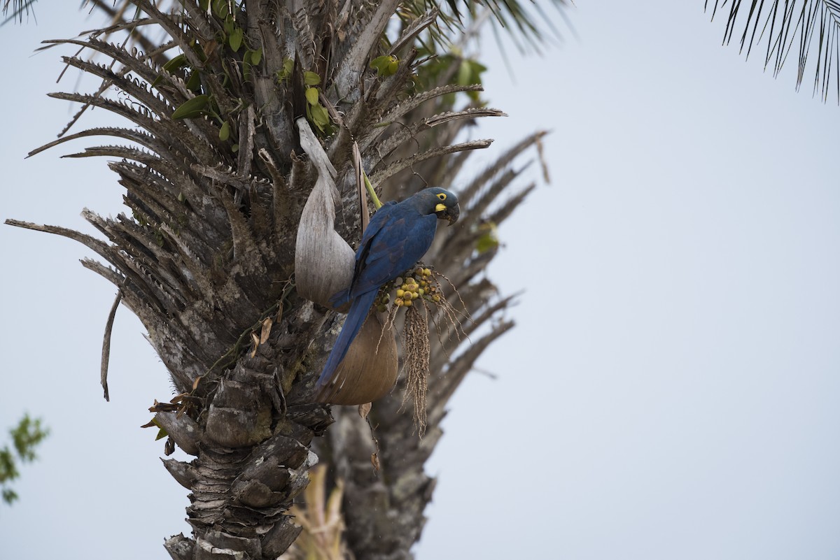 Indigo Macaw - ML639878851