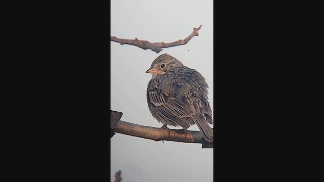 Vesper Sparrow - ML639878856