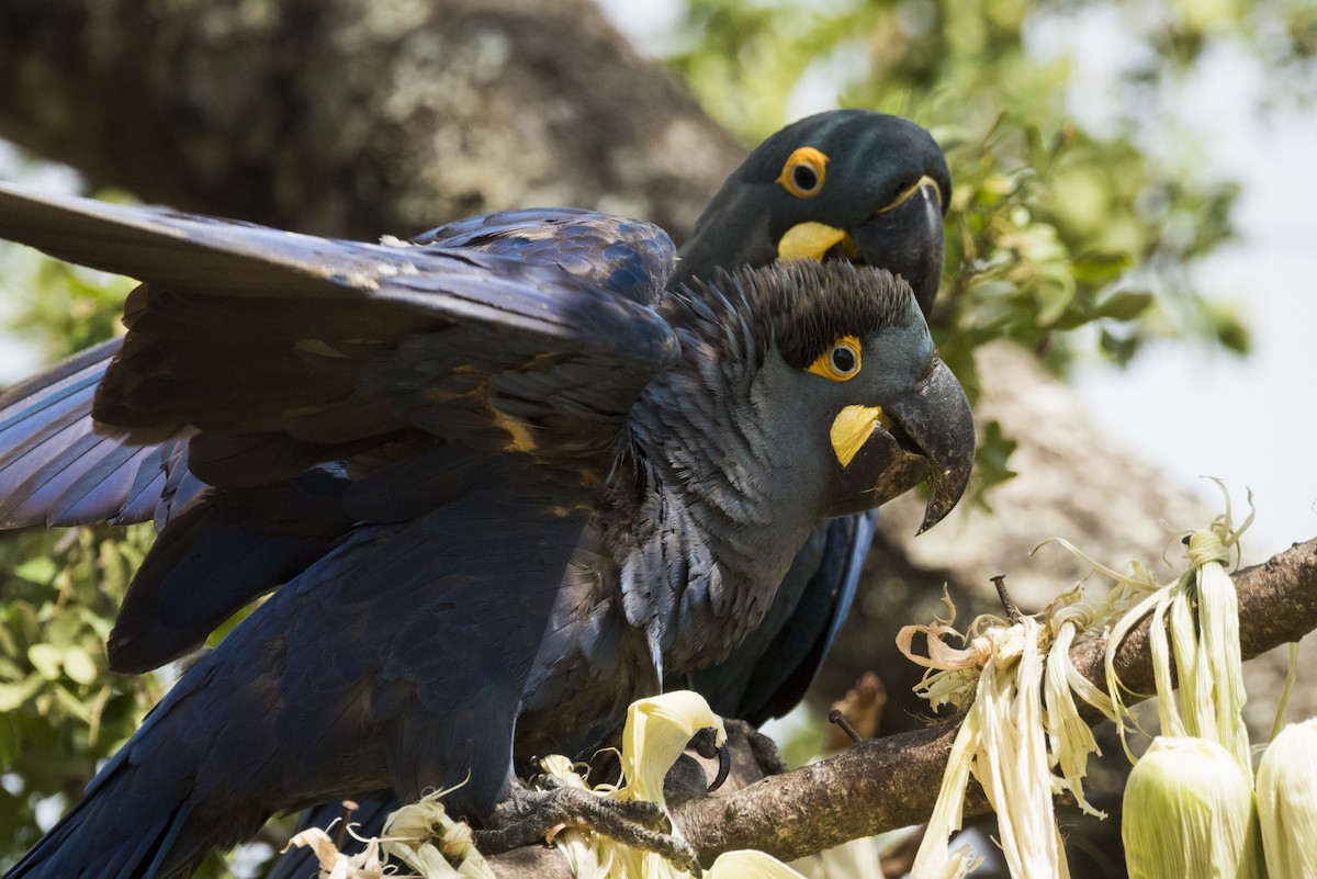 Indigo Macaw - ML639878950