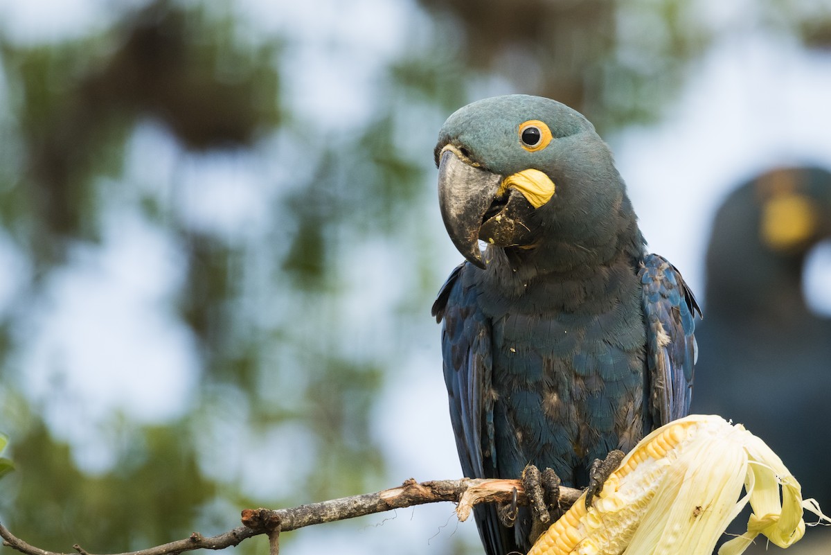 Indigo Macaw - ML639878951