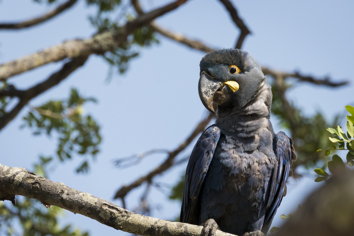 Indigo Macaw - ML639878952
