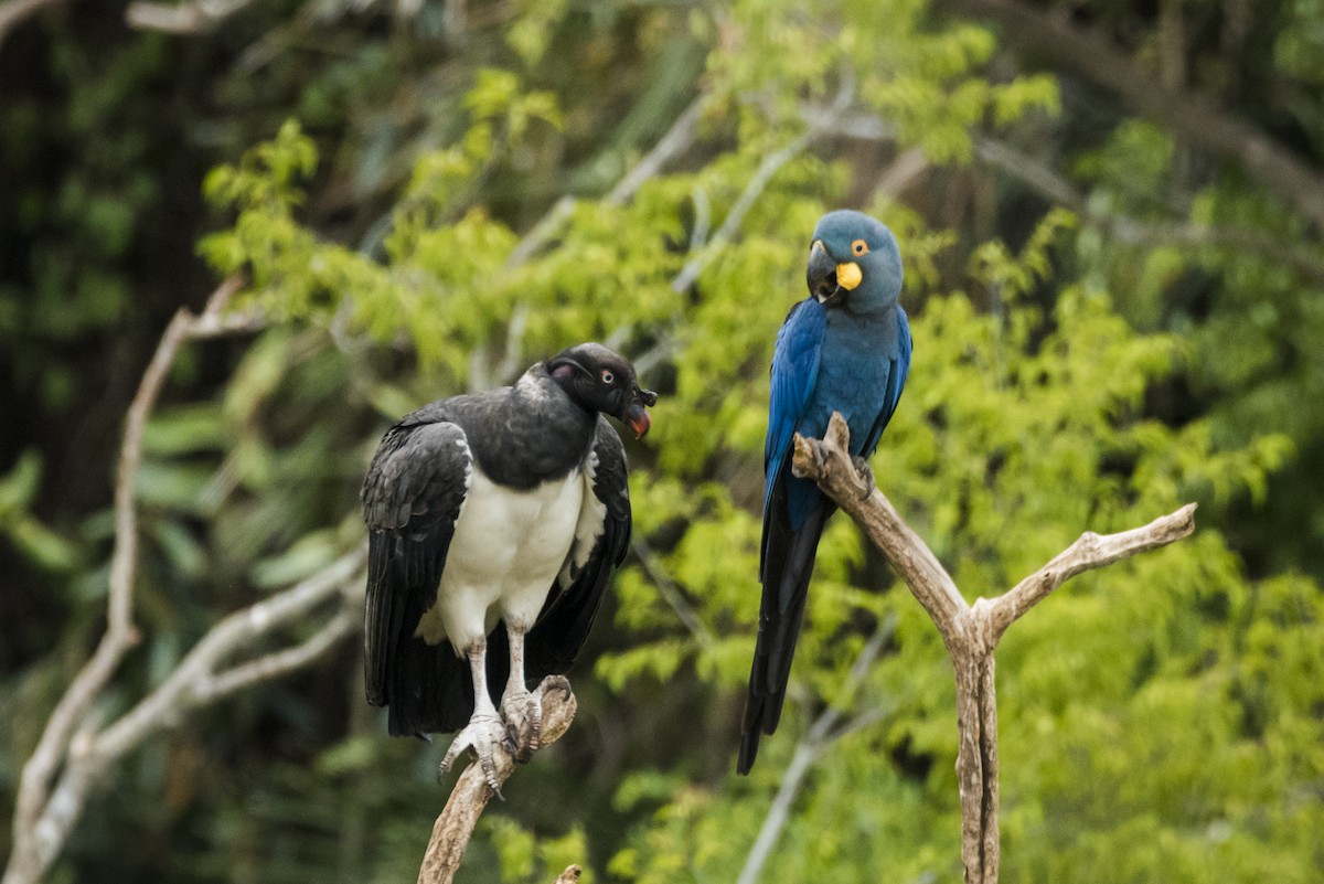 Indigo Macaw - ML639879001