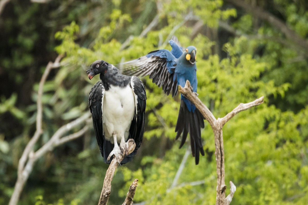 Indigo Macaw - ML639879002