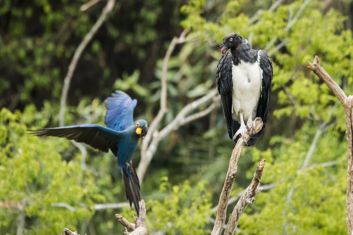 Indigo Macaw - ML639879003