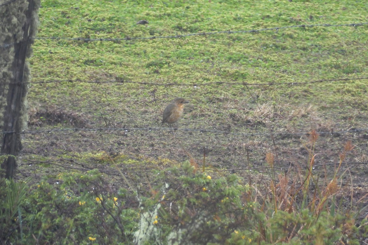 Boyaca Antpitta - ML639879010