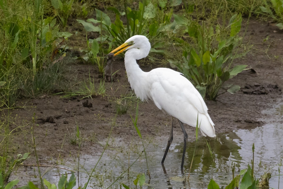 volavka bílá (ssp. alba) - ML639879019