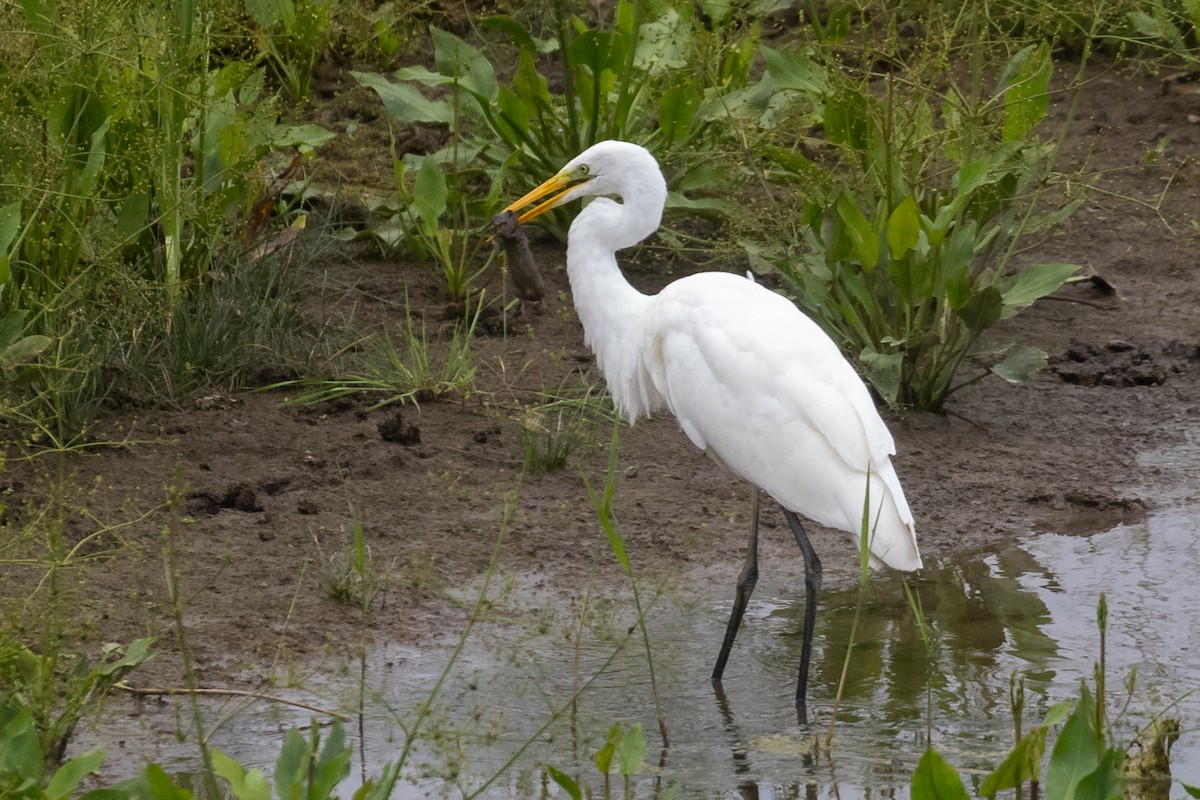 volavka bílá (ssp. alba) - ML639879020