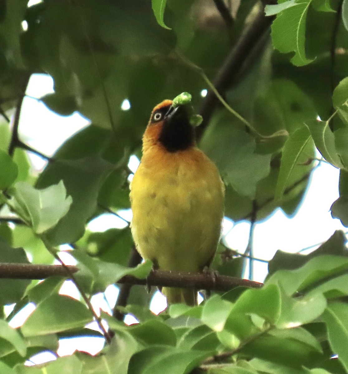 Olive-naped Weaver - ML639879057