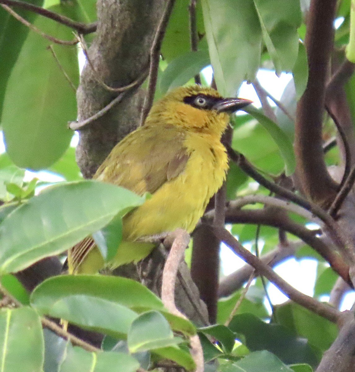 Olive-naped Weaver - ML639879059