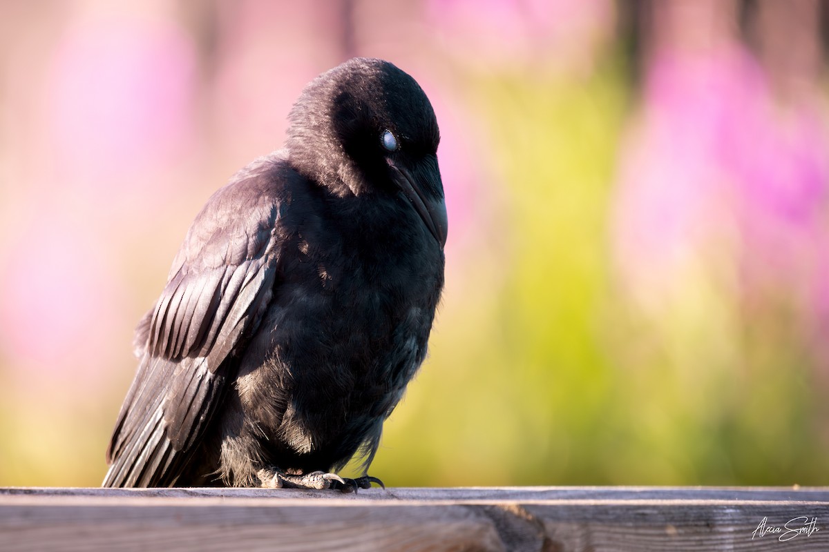 American Crow - ML639879086