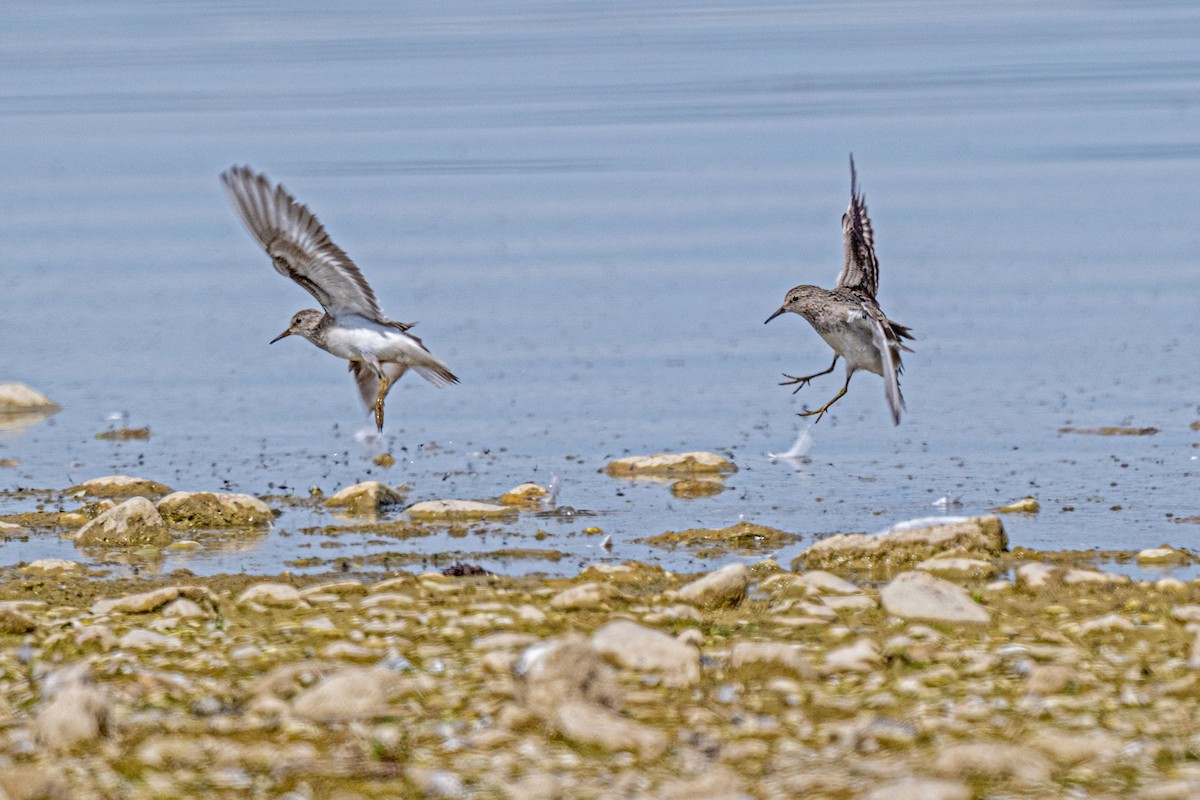 Temminck's Stint - ML639879147
