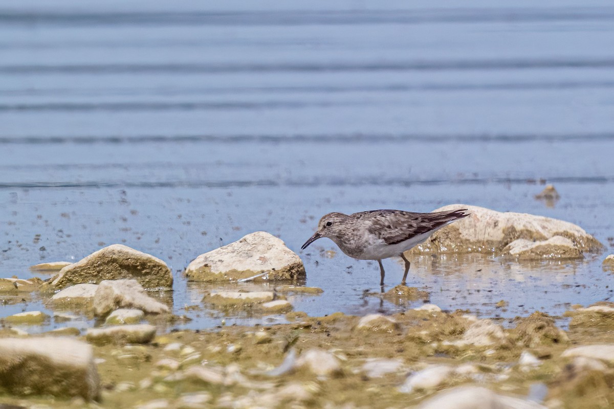 Temminck's Stint - ML639879150
