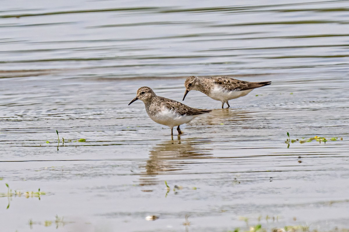 Temminck's Stint - ML639879151
