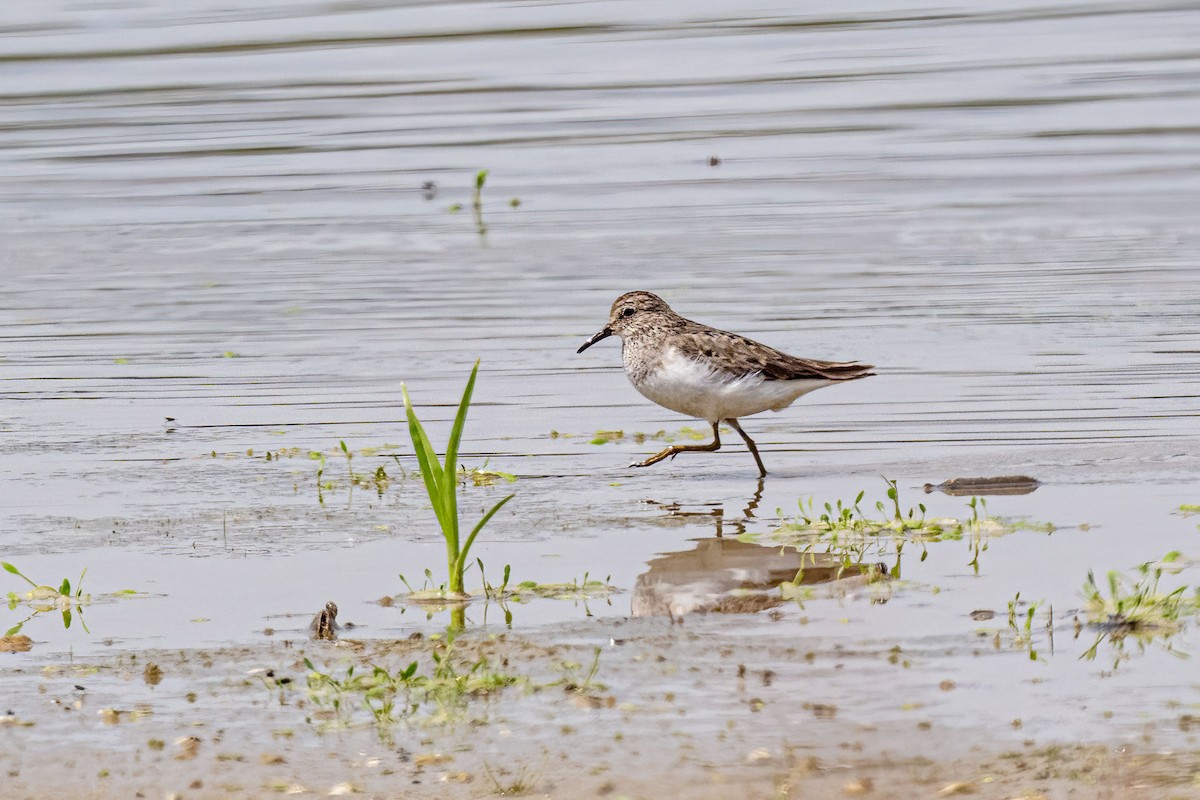 Temminck's Stint - ML639879152