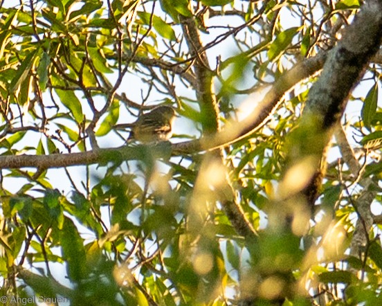 Gray-headed Elaenia - ML639879178