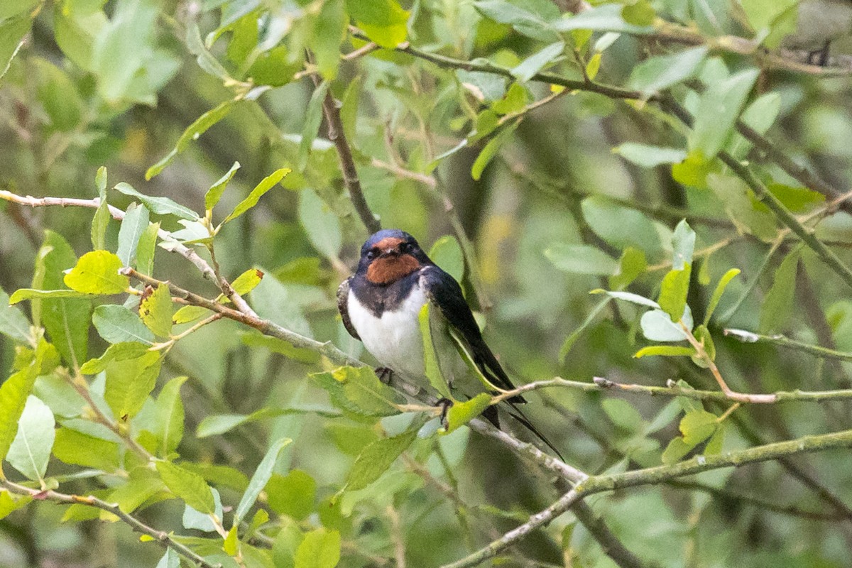 Barn Swallow (White-bellied) - ML639879184
