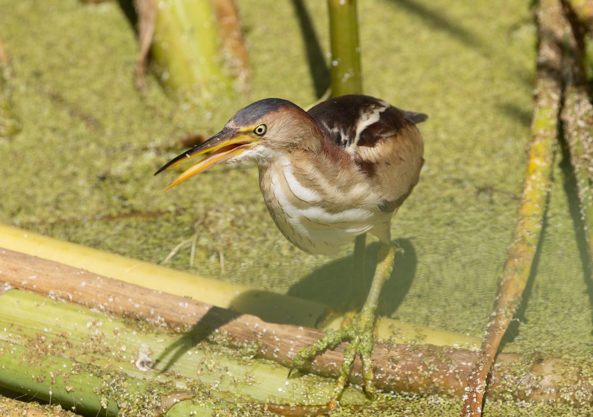 Least Bittern - ML639879187