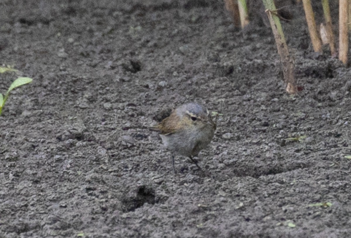 Common Chiffchaff (Common) - ML639879200