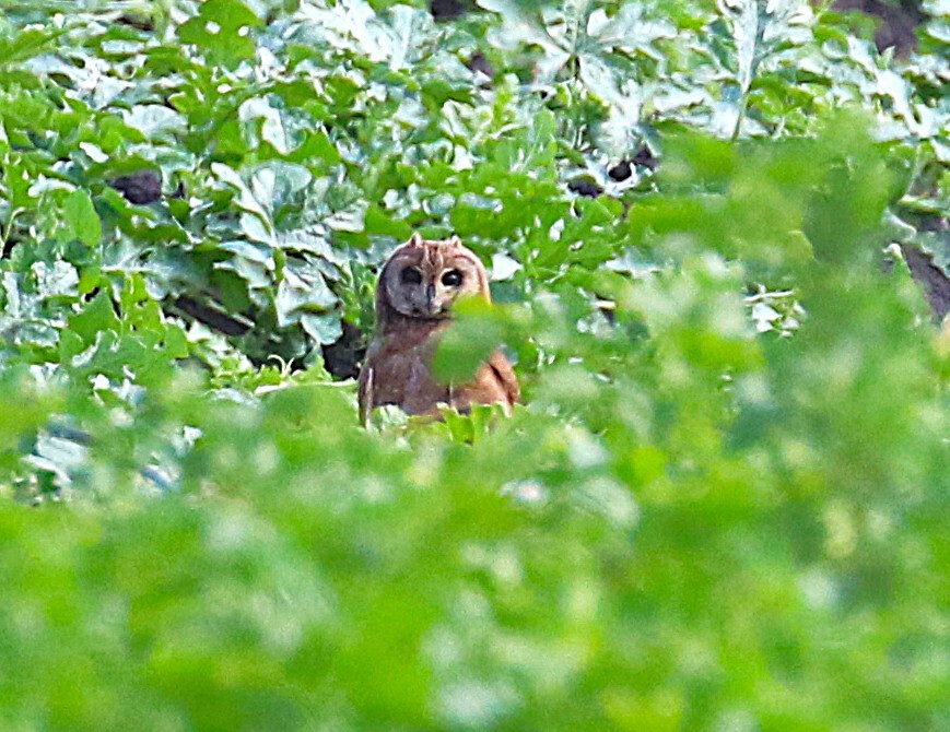 Marsh Owl - ML639879220