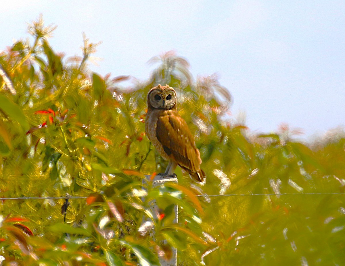 Marsh Owl - ML639879221