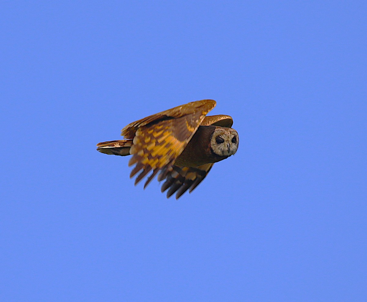 Marsh Owl - ML639879222