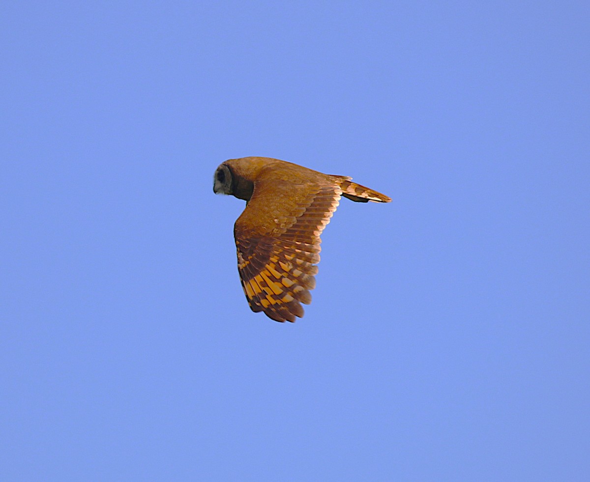 Marsh Owl - ML639879223