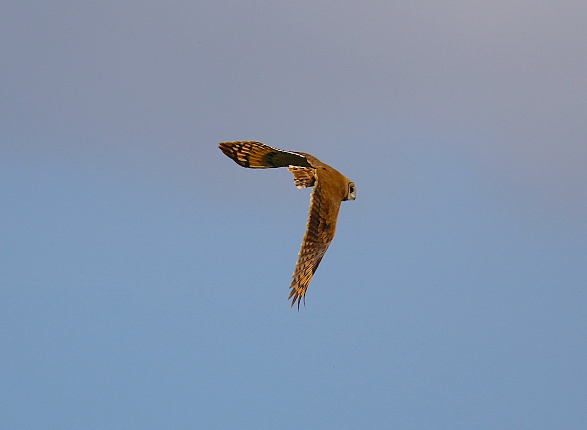 Marsh Owl - ML639879224