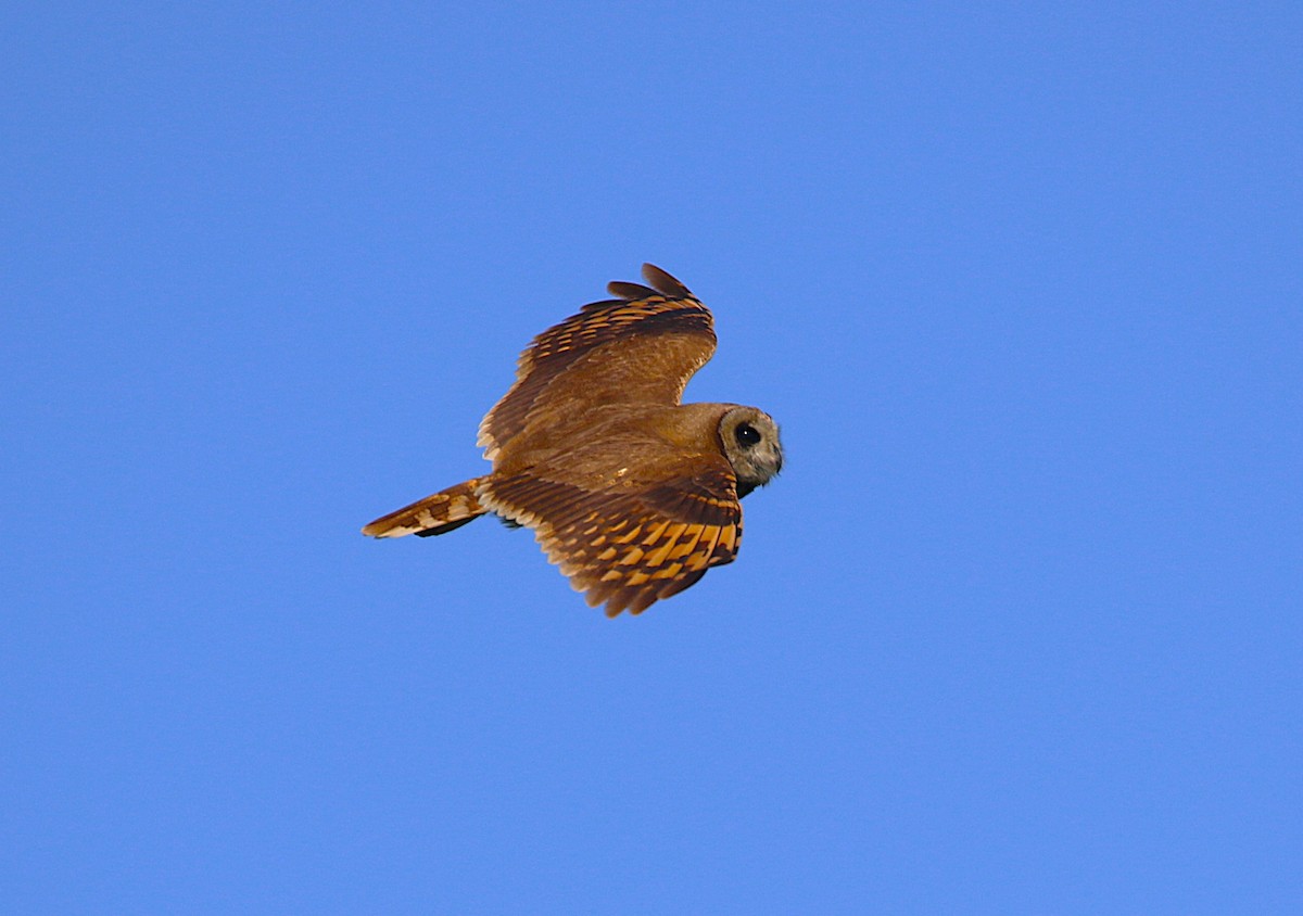 Marsh Owl - ML639879225