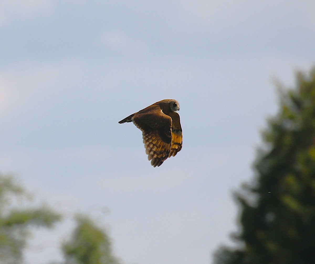Marsh Owl - ML639879227