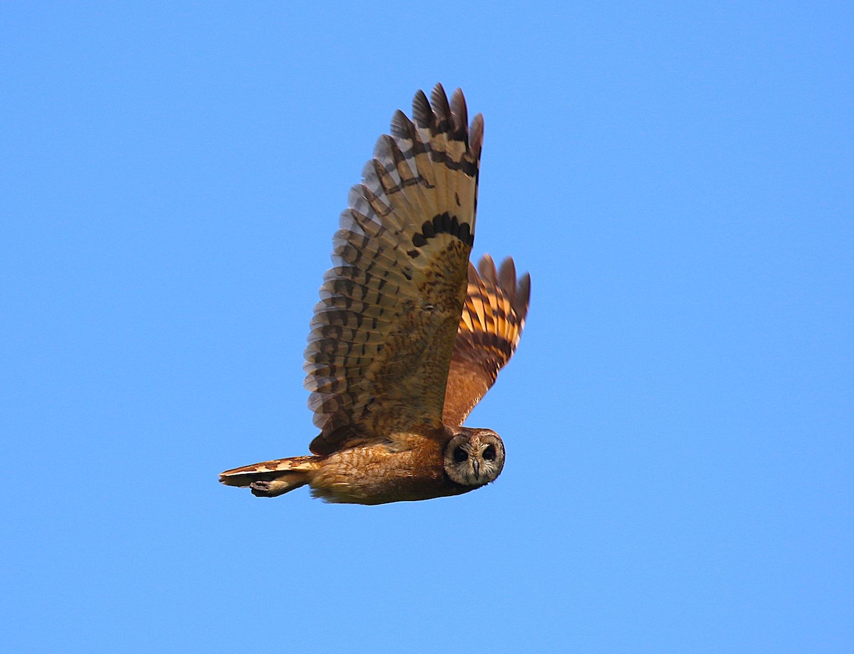 Marsh Owl - ML639879229